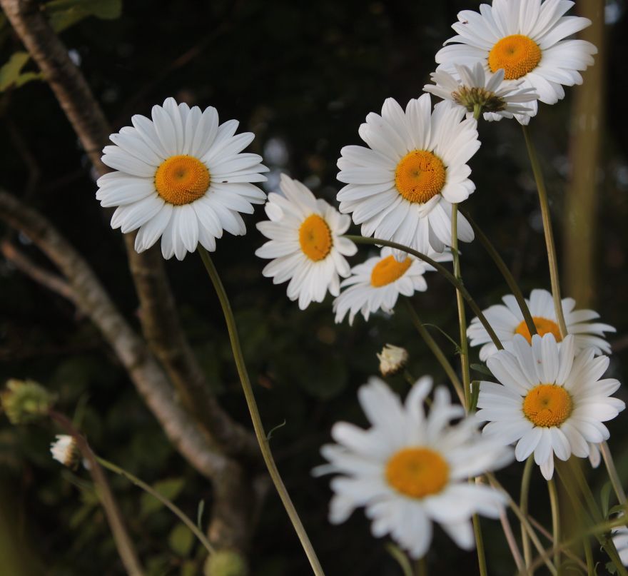Sharing Beautiful Macro Flowers