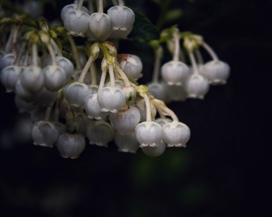 Sharing Beautiful Macro Flowers