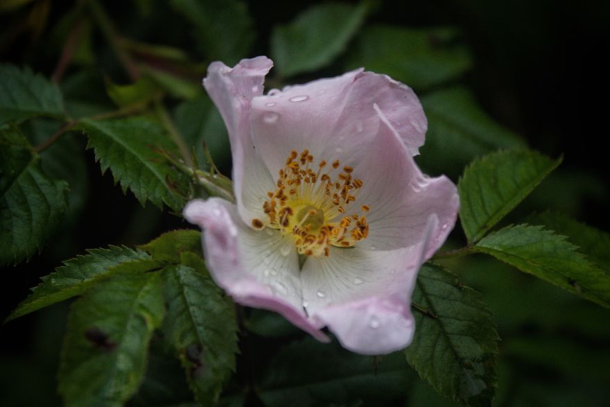 Sharing Beautiful Macro Flowers