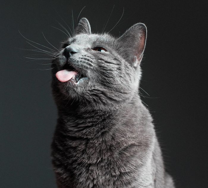This Is What Happens When A Photographer Babysits Your Cat (10 Pics)