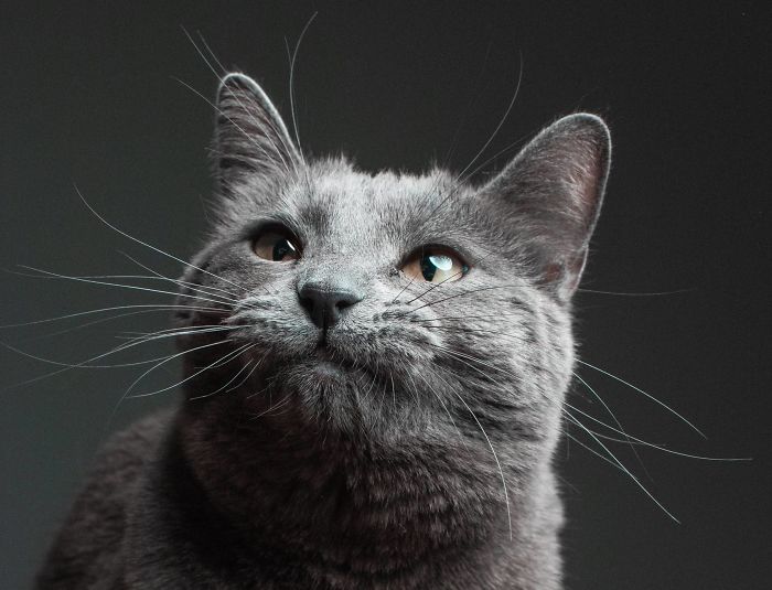 This Is What Happens When A Photographer Babysits Your Cat (10 Pics)