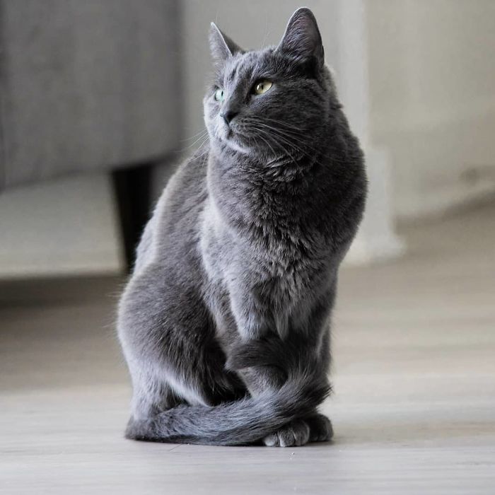 This Is What Happens When A Photographer Babysits Your Cat (10 Pics)