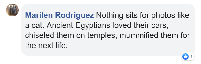 This Is What Happens When A Photographer Babysits Your Cat (10 Pics)