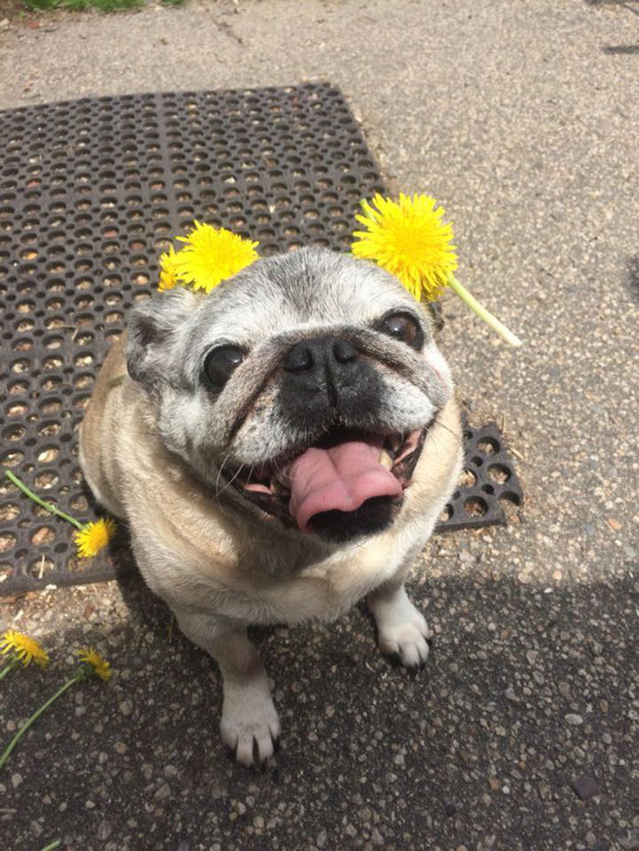 Man Asks Chewy For A Refund On Dog Food After His Dog Passes Away, Gets An Oil Painting With A Message Man Asks Chewy For A Refund On Dog Food After His Dog Passes Away, Gets An Oil Painting With A Message