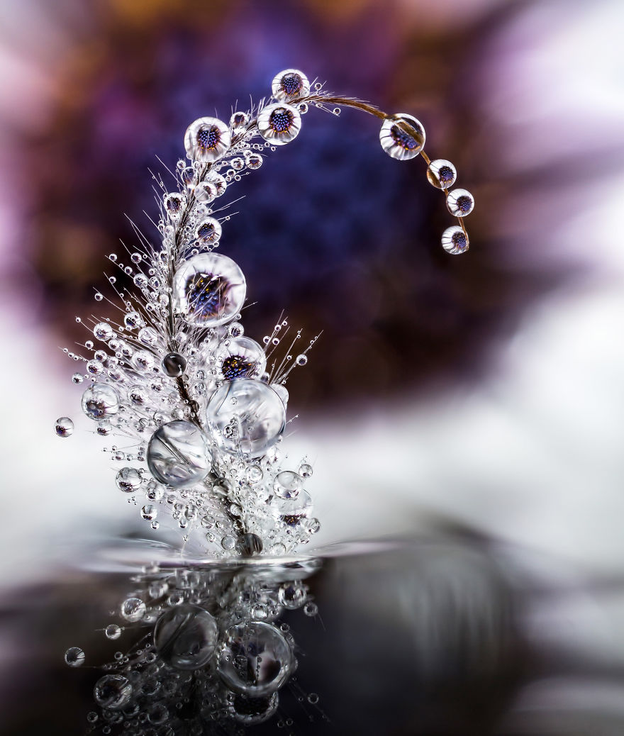 Shooting Water Droplet Refractions For Magical Macro Images