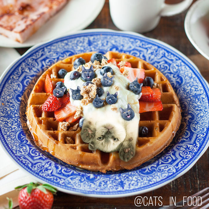 I Photoshop Two Of The Best Things In The World Together &#8211; Cats And Food (30 New Pics)