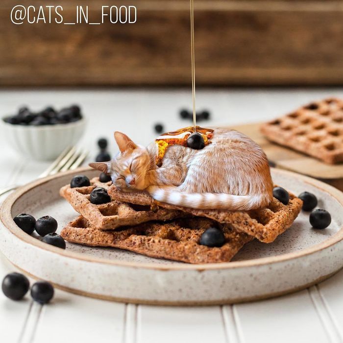 I Photoshop Two Of The Best Things In The World Together &#8211; Cats And Food (30 New Pics)
