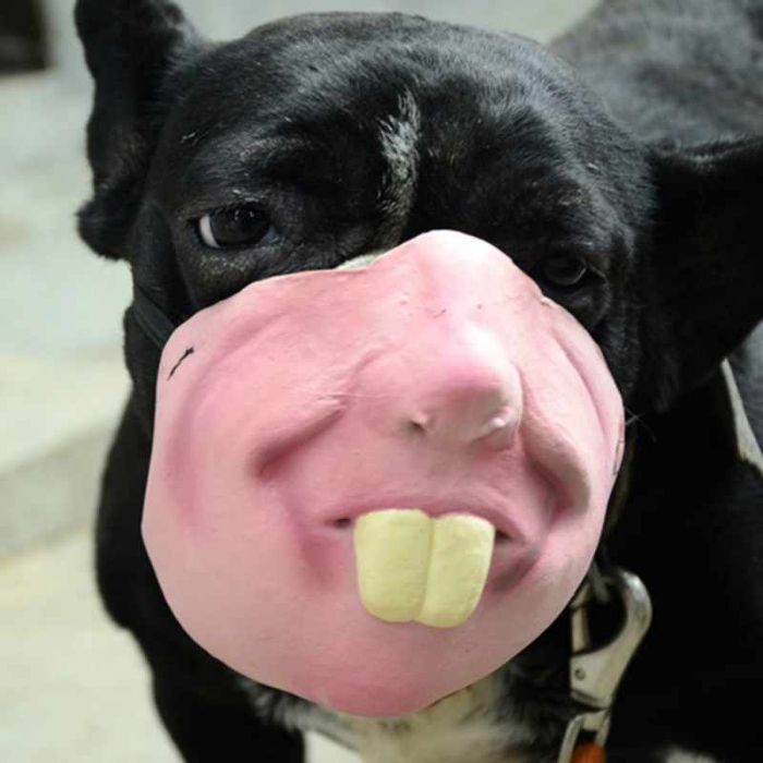 Amazon Is Selling Dog Muzzles That Look Like Human Faces And They’re Too Bizarre