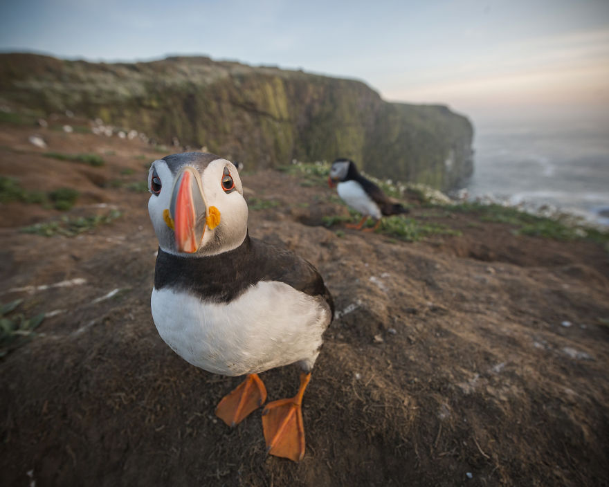 I Captured The Perfect Puffin Portrait, And I Can’t Get Over How Happy The Little Seabird Is About It