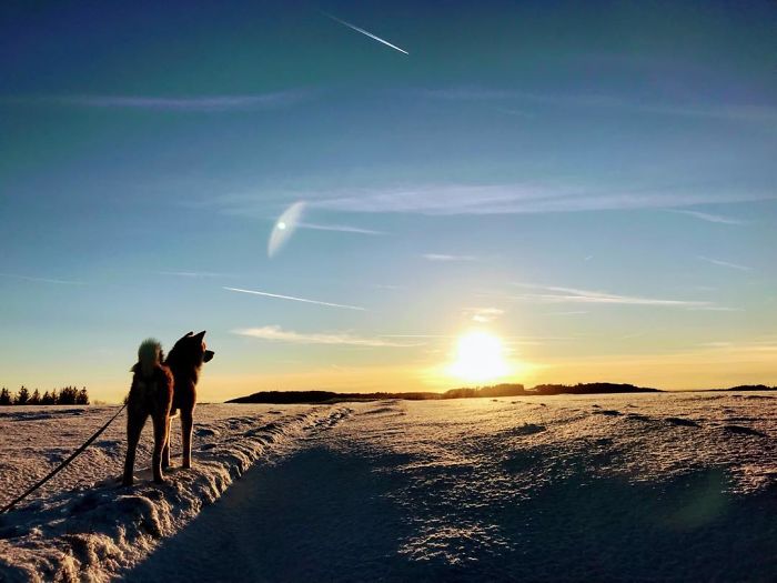 Hiking With An Akita Inu Hiking With An Akita Inu