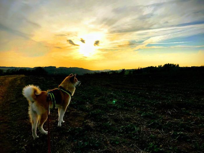 Hiking With An Akita Inu Hiking With An Akita Inu