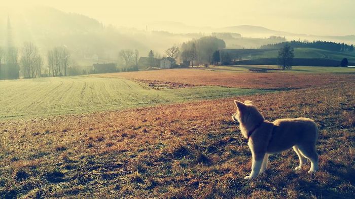 Hiking With An Akita Inu Hiking With An Akita Inu