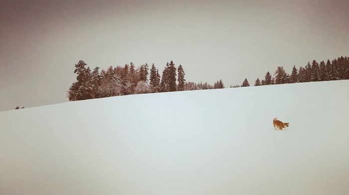 Hiking With An Akita Inu Hiking With An Akita Inu