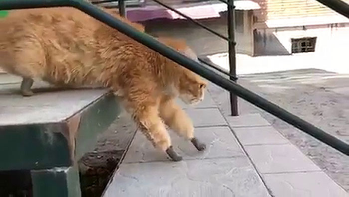 After This Cat Lost Its Limbs To Frostbite, People Set Him Up With 4 Prosthetic Ones After This Cat Lost Its Limbs To Frostbite, People Set Him Up With 4 Prosthetic Ones