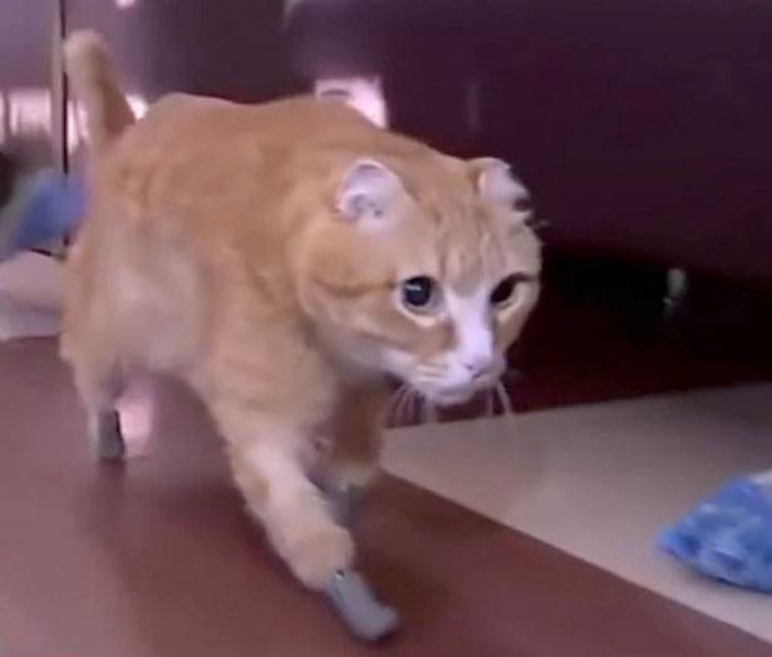 After This Cat Lost Its Limbs To Frostbite, People Set Him Up With 4 Prosthetic Ones After This Cat Lost Its Limbs To Frostbite, People Set Him Up With 4 Prosthetic Ones