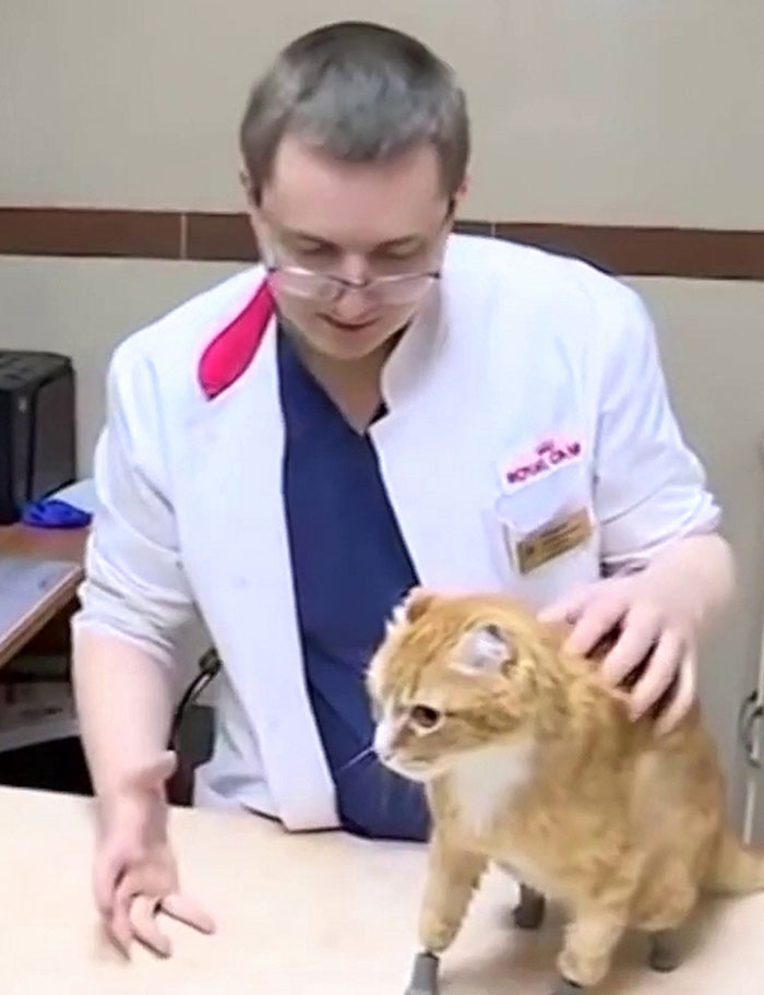After This Cat Lost Its Limbs To Frostbite, People Set Him Up With 4 Prosthetic Ones After This Cat Lost Its Limbs To Frostbite, People Set Him Up With 4 Prosthetic Ones