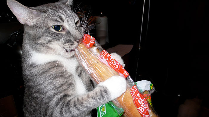 Tumblr User Explain Why Cats Are Obsessed With Eating Bread Tumblr User Explain Why Cats Are Obsessed With Eating Bread