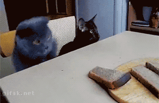 Tumblr User Explain Why Cats Are Obsessed With Eating Bread Tumblr User Explain Why Cats Are Obsessed With Eating Bread