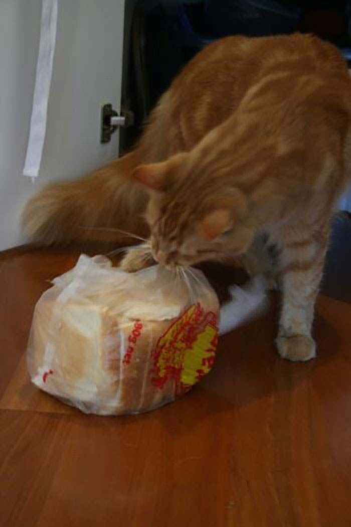 Tumblr User Explain Why Cats Are Obsessed With Eating Bread Tumblr User Explain Why Cats Are Obsessed With Eating Bread