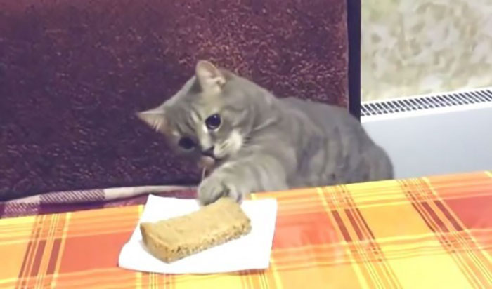Tumblr User Explain Why Cats Are Obsessed With Eating Bread Tumblr User Explain Why Cats Are Obsessed With Eating Bread