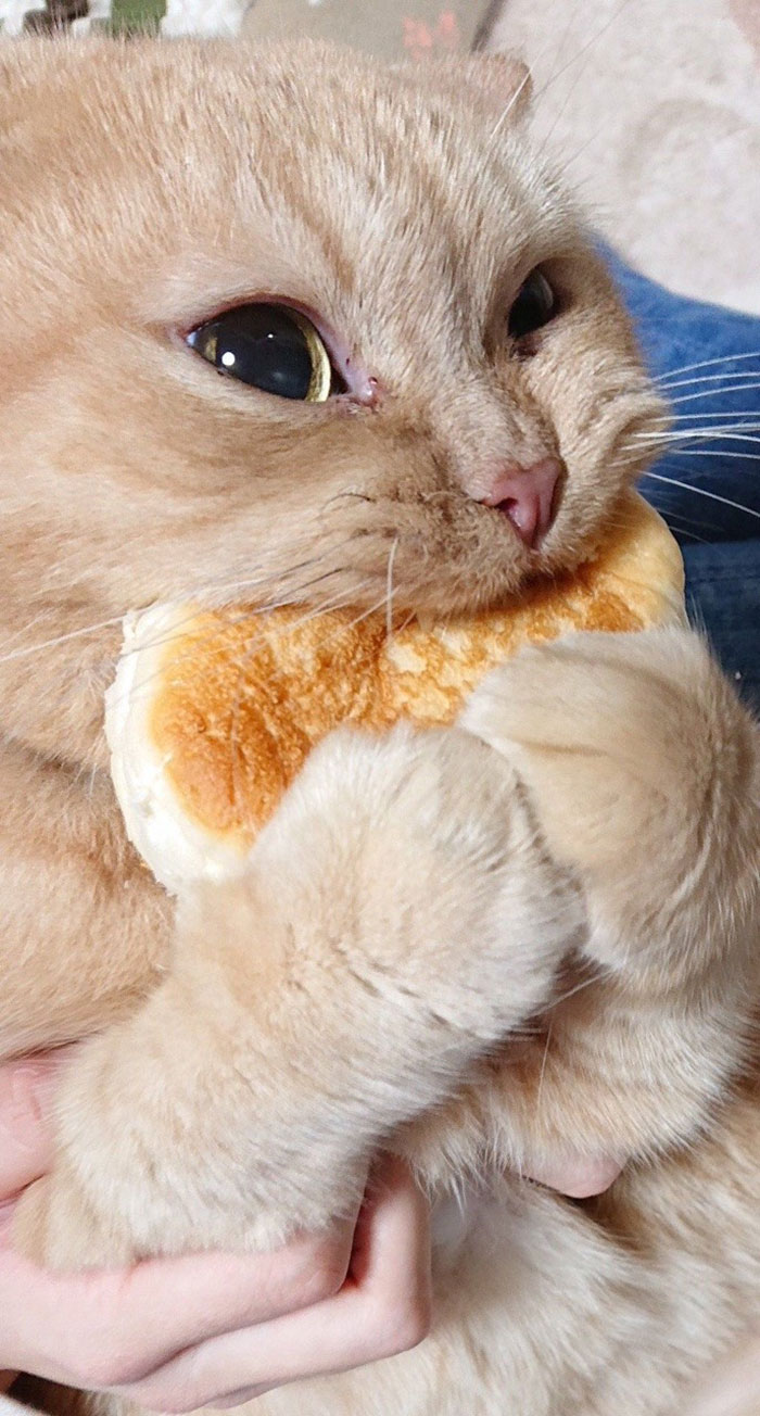 Tumblr User Explain Why Cats Are Obsessed With Eating Bread Tumblr User Explain Why Cats Are Obsessed With Eating Bread