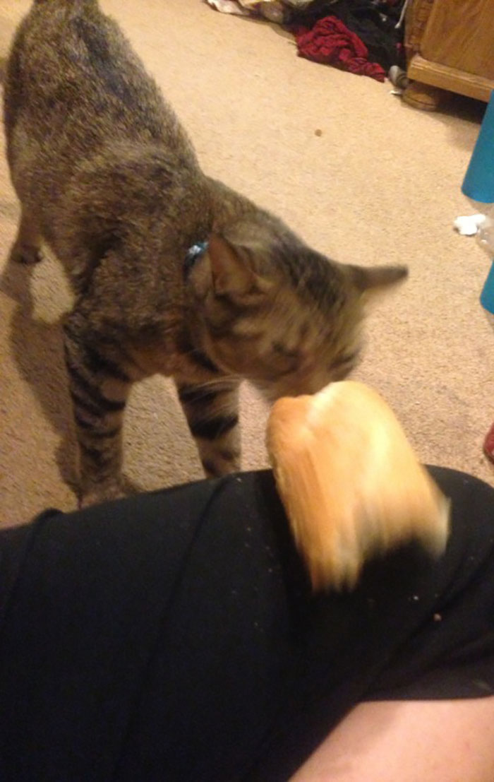 Tumblr User Explain Why Cats Are Obsessed With Eating Bread Tumblr User Explain Why Cats Are Obsessed With Eating Bread