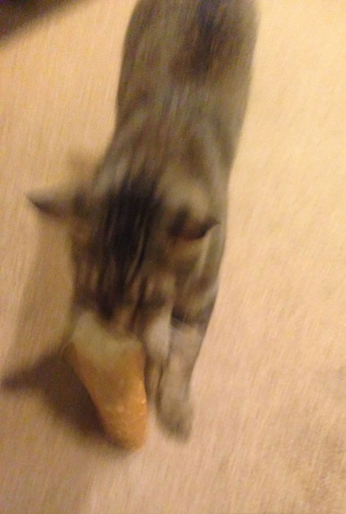 Tumblr User Explain Why Cats Are Obsessed With Eating Bread Tumblr User Explain Why Cats Are Obsessed With Eating Bread