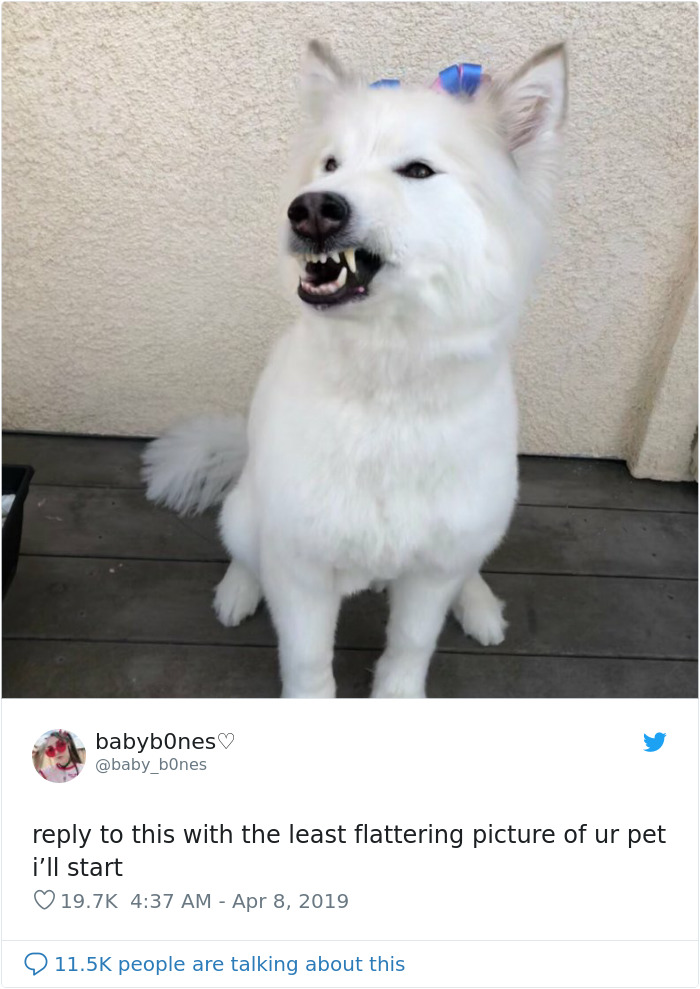 People Are Sharing The Most Unflattering Pics Of Their Pets And It’s Hilarious (30 Pics) People Are Sharing The Most Unflattering Pics Of Their Pets And It’s Hilarious (30 Pics)