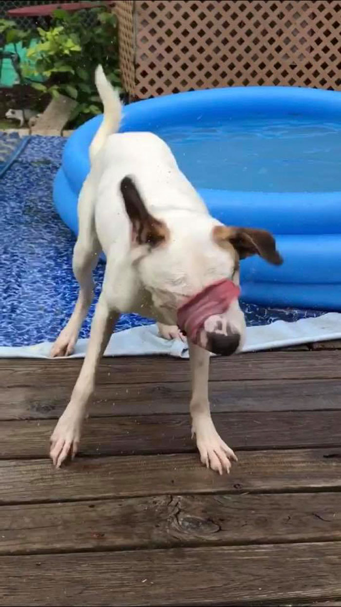 People Are Sharing The Most Unflattering Pics Of Their Pets And It’s Hilarious (30 Pics) People Are Sharing The Most Unflattering Pics Of Their Pets And It’s Hilarious (30 Pics)