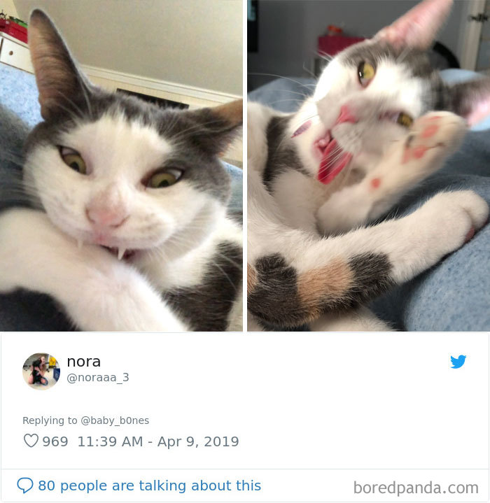 People Are Sharing The Most Unflattering Pics Of Their Pets And It’s Hilarious (30 Pics) People Are Sharing The Most Unflattering Pics Of Their Pets And It’s Hilarious (30 Pics)