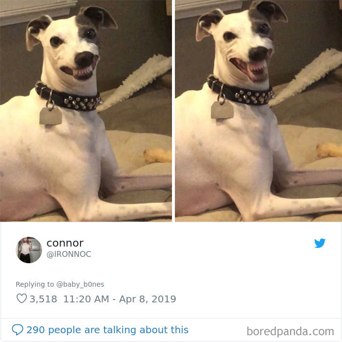 People Are Sharing The Most Unflattering Pics Of Their Pets And It’s Hilarious (30 Pics) People Are Sharing The Most Unflattering Pics Of Their Pets And It’s Hilarious (30 Pics)