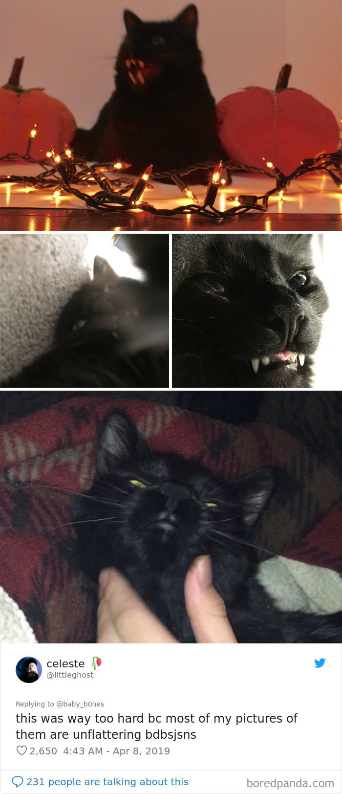 People Are Sharing The Most Unflattering Pics Of Their Pets And It’s Hilarious (30 Pics) People Are Sharing The Most Unflattering Pics Of Their Pets And It’s Hilarious (30 Pics)