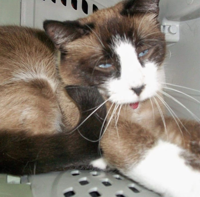 People Are Sharing The Most Unflattering Pics Of Their Pets And It’s Hilarious (30 Pics) People Are Sharing The Most Unflattering Pics Of Their Pets And It’s Hilarious (30 Pics)