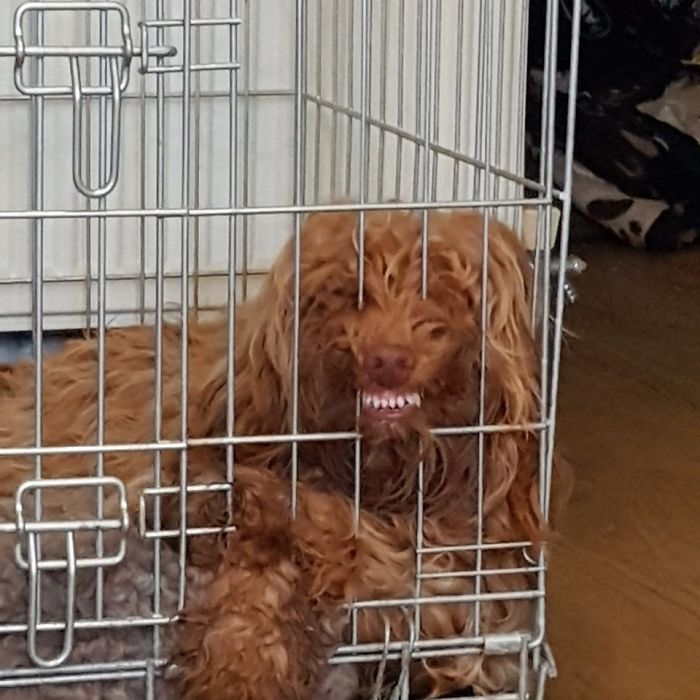 People Are Sharing The Most Unflattering Pics Of Their Pets And It’s Hilarious (30 Pics) People Are Sharing The Most Unflattering Pics Of Their Pets And It’s Hilarious (30 Pics)