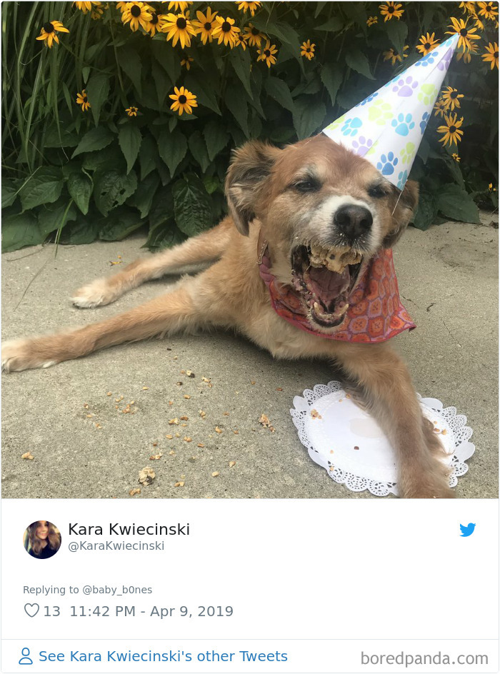 People Are Sharing The Most Unflattering Pics Of Their Pets And It’s Hilarious (30 Pics) People Are Sharing The Most Unflattering Pics Of Their Pets And It’s Hilarious (30 Pics)