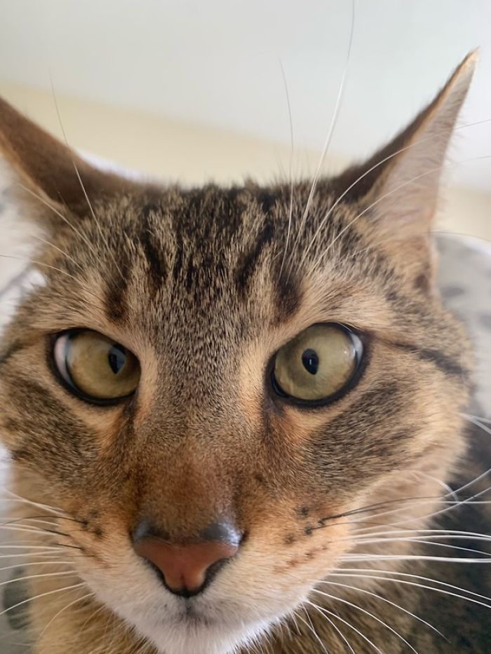 People Are Sharing The Most Unflattering Pics Of Their Pets And It’s Hilarious (30 Pics) People Are Sharing The Most Unflattering Pics Of Their Pets And It’s Hilarious (30 Pics)