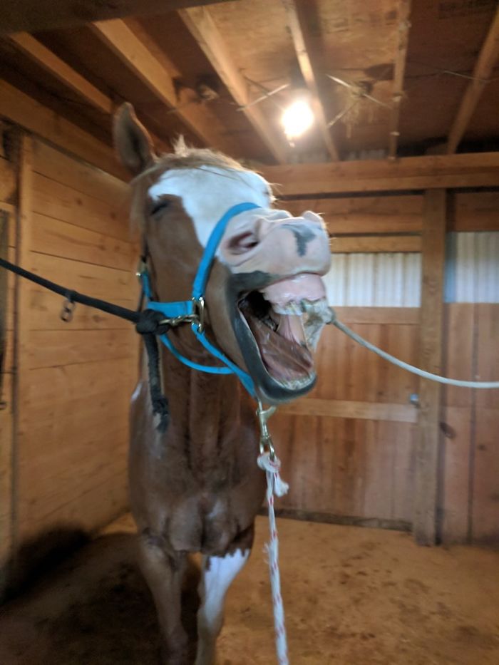 People Are Sharing The Most Unflattering Pics Of Their Pets And It’s Hilarious (30 Pics) People Are Sharing The Most Unflattering Pics Of Their Pets And It’s Hilarious (30 Pics)