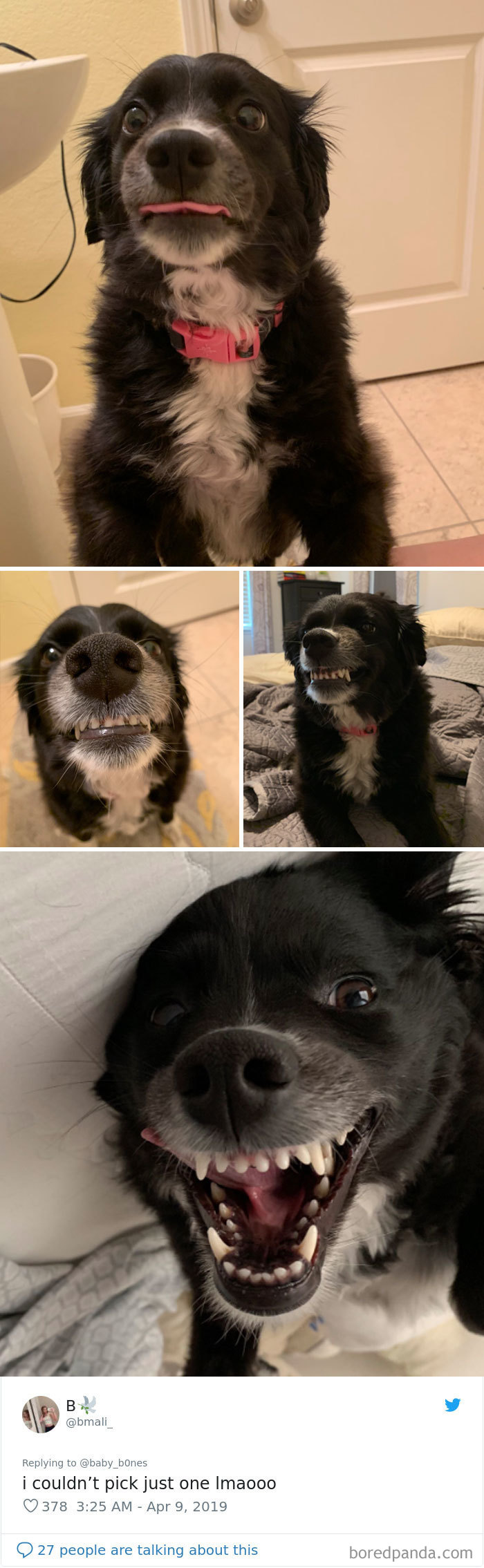 People Are Sharing The Most Unflattering Pics Of Their Pets And It’s Hilarious (30 Pics) People Are Sharing The Most Unflattering Pics Of Their Pets And It’s Hilarious (30 Pics)