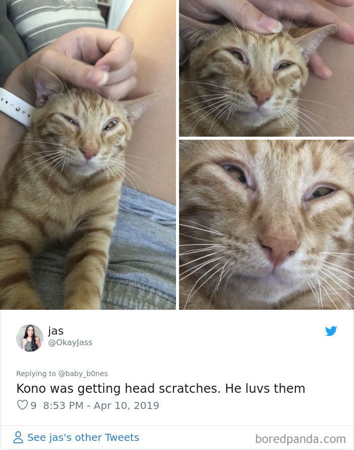 People Are Sharing The Most Unflattering Pics Of Their Pets And It’s Hilarious (30 Pics) People Are Sharing The Most Unflattering Pics Of Their Pets And It’s Hilarious (30 Pics)