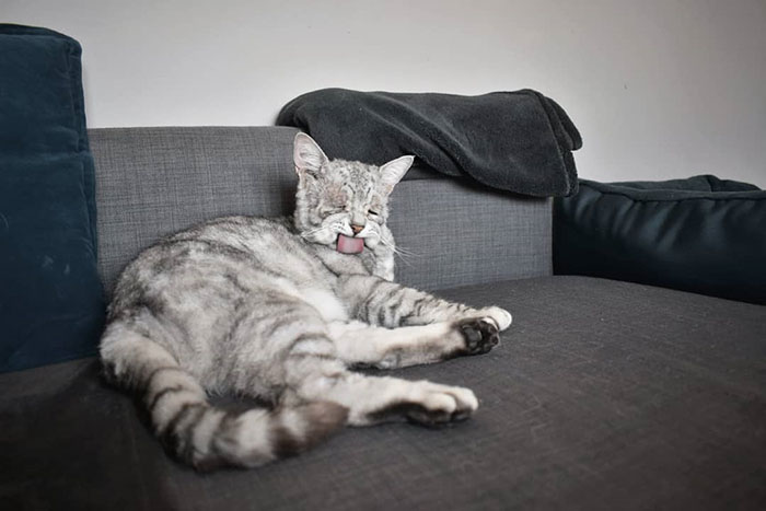 Cat With Ehlers-Danlos Syndrome Finally Finds Forever Home, And His Humans Are Making Sure He’s Living A Happy Life Cat With Ehlers-Danlos Syndrome Finally Finds Forever Home, And His Humans Are Making Sure He’s Living A Happy Life