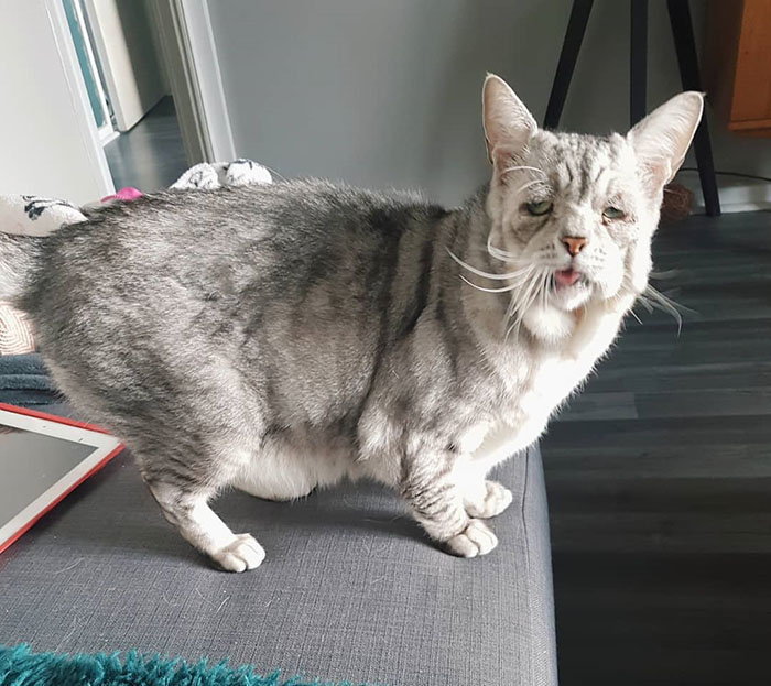 Cat With Ehlers-Danlos Syndrome Finally Finds Forever Home, And His Humans Are Making Sure He’s Living A Happy Life Cat With Ehlers-Danlos Syndrome Finally Finds Forever Home, And His Humans Are Making Sure He’s Living A Happy Life