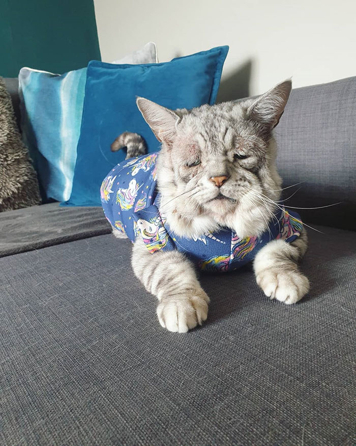 Cat With Ehlers-Danlos Syndrome Finally Finds Forever Home, And His Humans Are Making Sure He’s Living A Happy Life Cat With Ehlers-Danlos Syndrome Finally Finds Forever Home, And His Humans Are Making Sure He’s Living A Happy Life