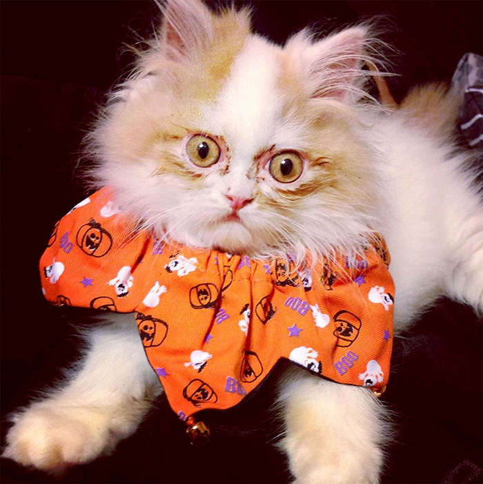 The Internet Has Found A New Grumpy Cat The Internet Has Found A New Grumpy Cat