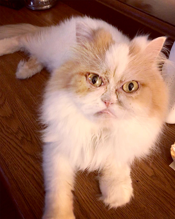 The Internet Has Found A New Grumpy Cat The Internet Has Found A New Grumpy Cat