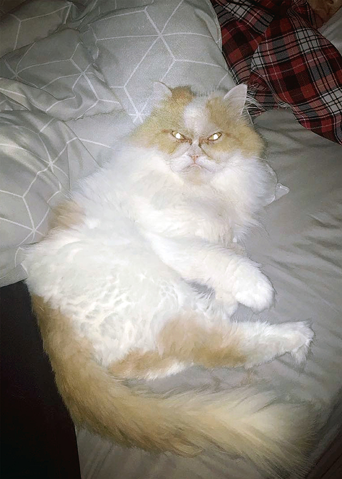 The Internet Has Found A New Grumpy Cat The Internet Has Found A New Grumpy Cat