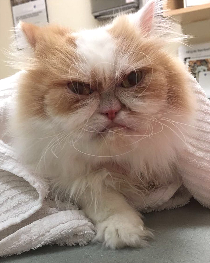 The Internet Has Found A New Grumpy Cat The Internet Has Found A New Grumpy Cat