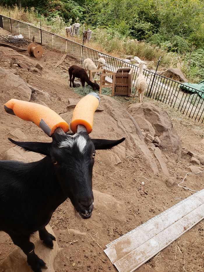 14 Pics Of Misbehaving Goats That Were Forced To Wear Pool Noodles For Everyone&#8217;s Safety