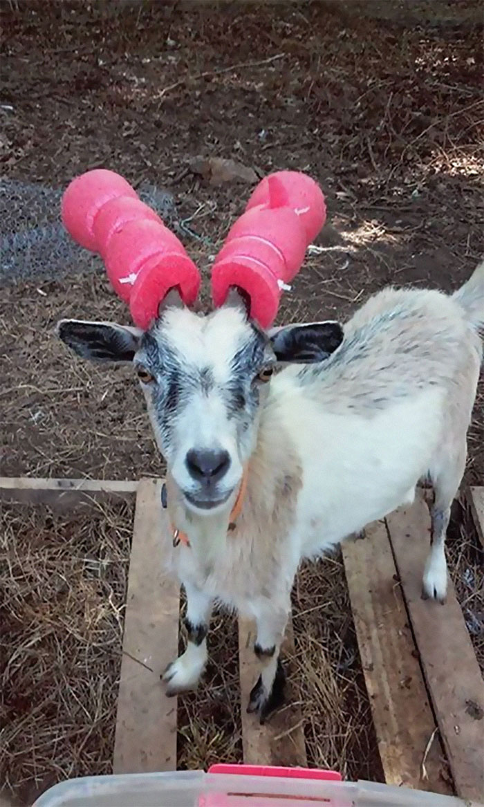 14 Pics Of Misbehaving Goats That Were Forced To Wear Pool Noodles For Everyone&#8217;s Safety