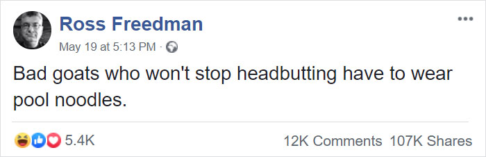 14 Pics Of Misbehaving Goats That Were Forced To Wear Pool Noodles For Everyone&#8217;s Safety