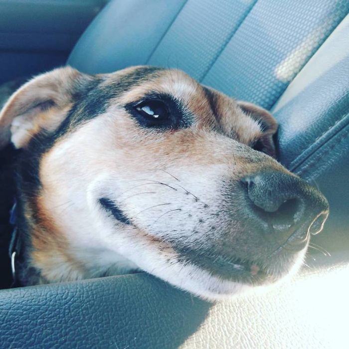 30 Wholesome Pics Of Senior Good Boys